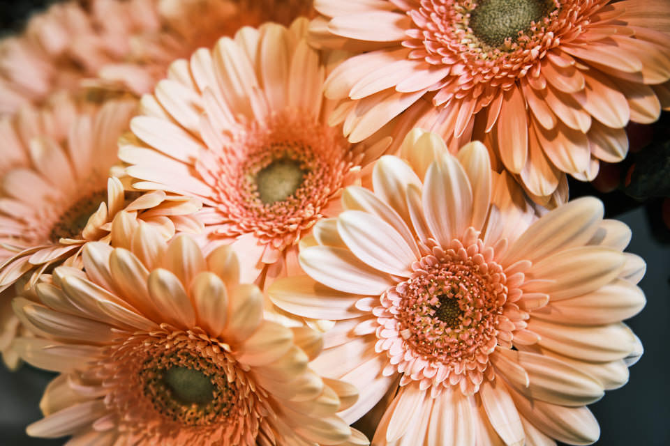 Vos plus belles fleurs de Toussaint à Schweighouse sont chez votre artisan fleuriste